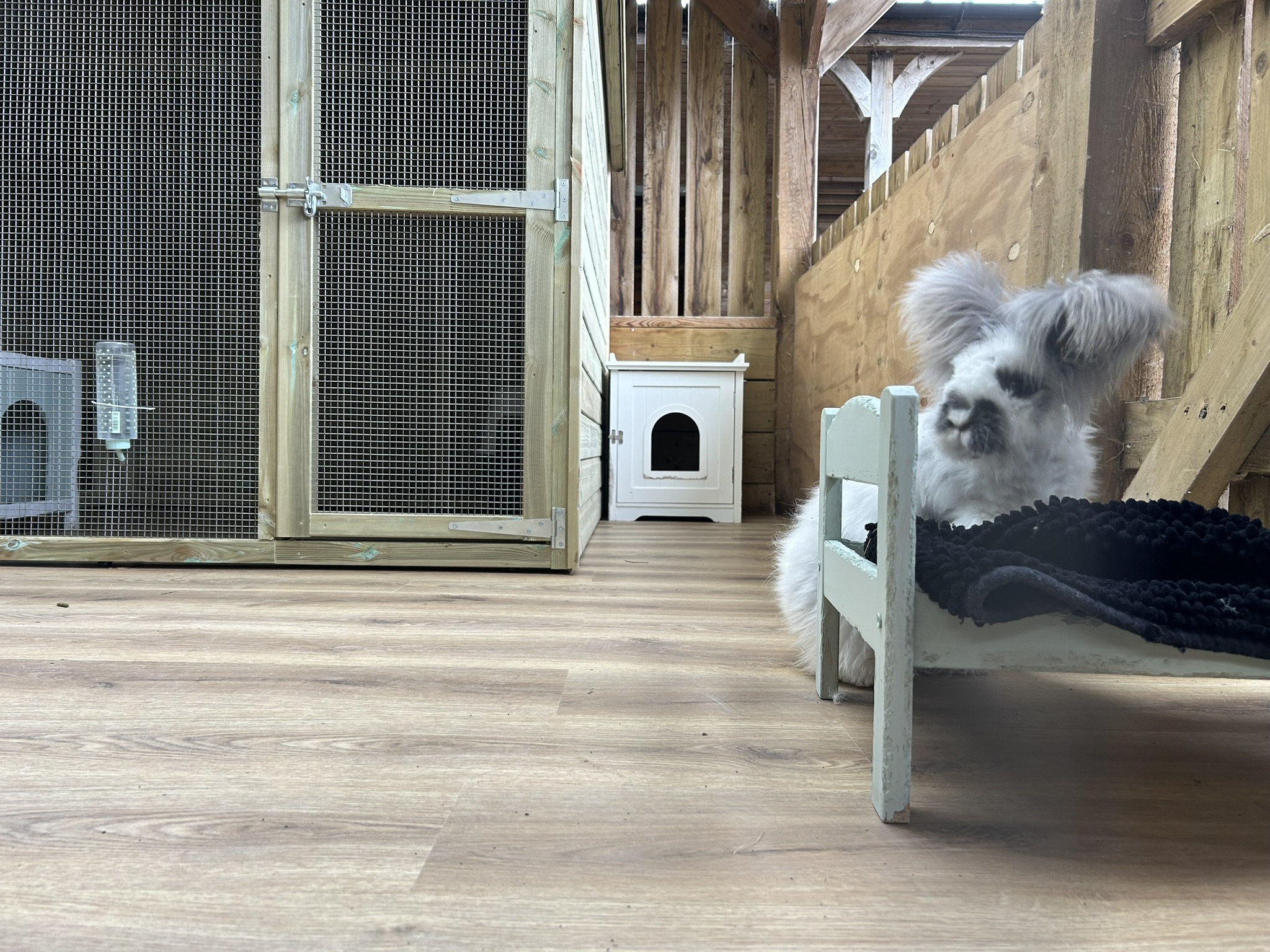Rethinking Rabbit Housing: Why Welfare Matters More Than Ever Image