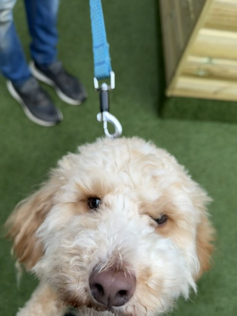 Garden Animal Structures Showroom4