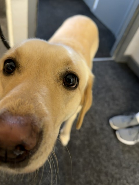 Garden Animal Structures Showroom6