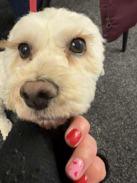 Garden Animal Structures Showroom7